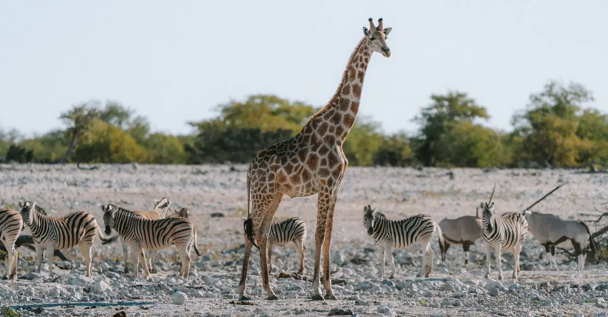 Todo lo que Necesitas Saber para un Safari en África
