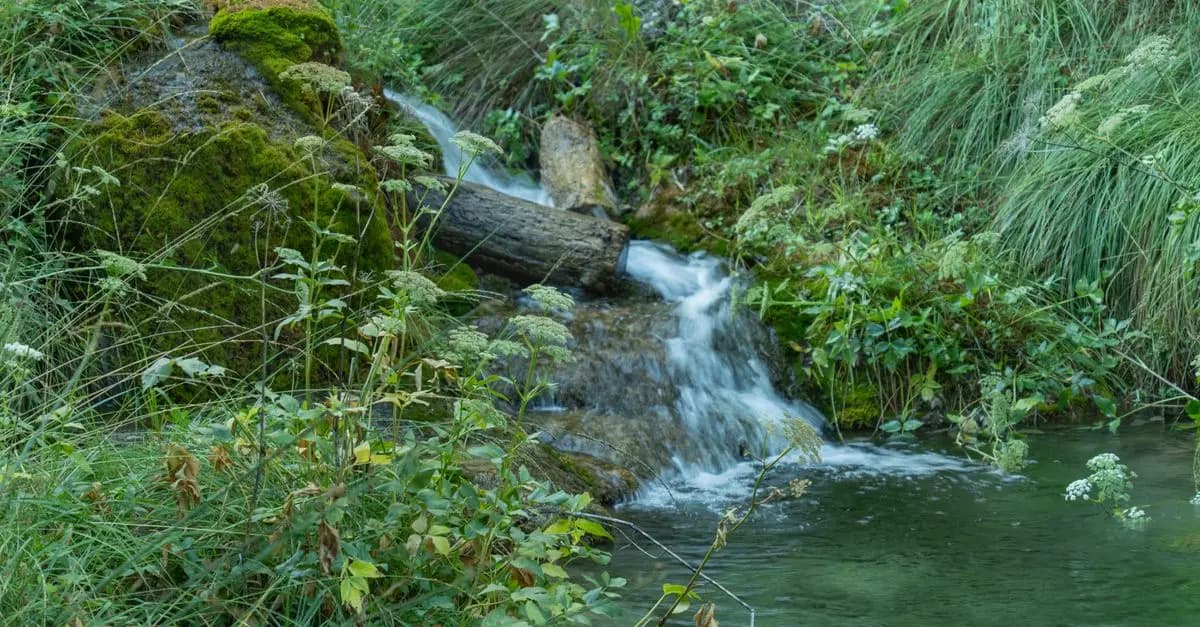 Aventura en la Selva: Qué Esperar y Cómo Prepararte
