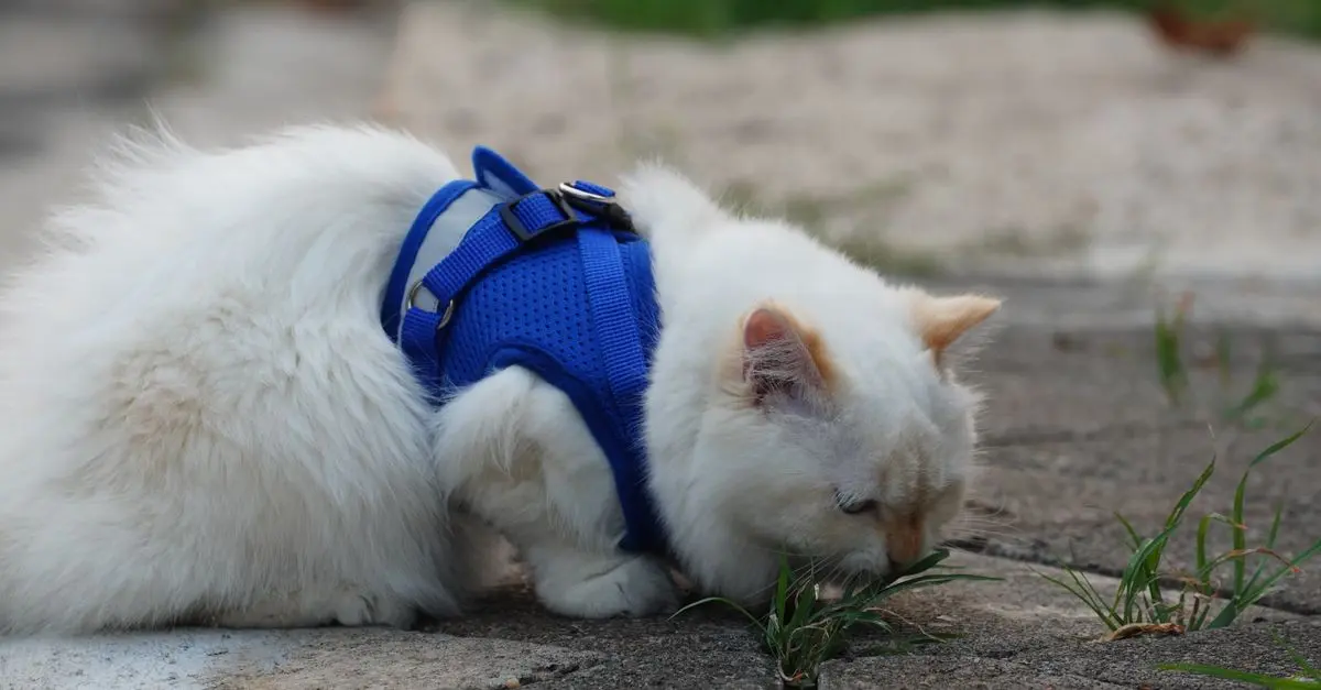 5 Consejos para Viajar con Mascotas