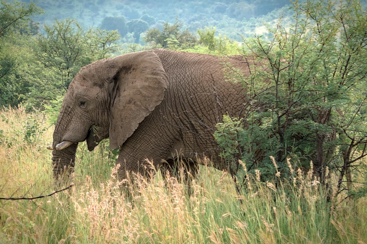 10 Consejos para Planificar un Safari Inolvidable